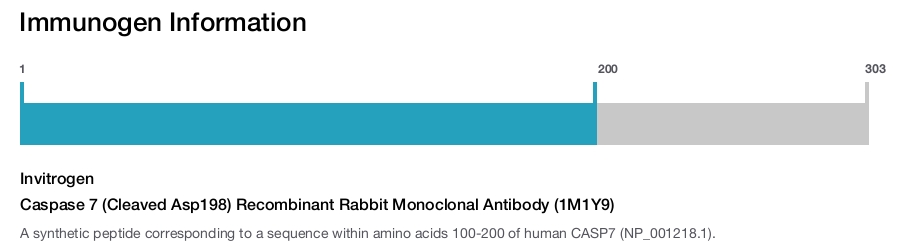 Caspase 7 (Cleaved Asp198) Recombinant Rabbit Monoclonal Antibody (1M1Y9)