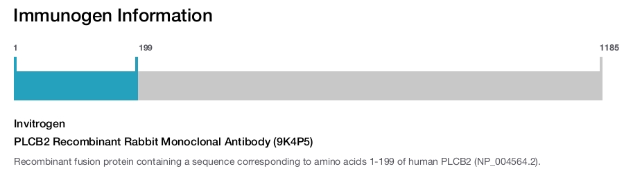 PLCB2 Recombinant Rabbit Monoclonal Antibody (9K4P5)