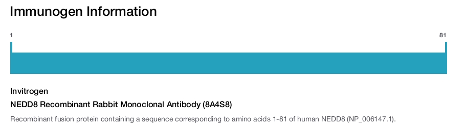 NEDD8 Recombinant Rabbit Monoclonal Antibody (8A4S8)