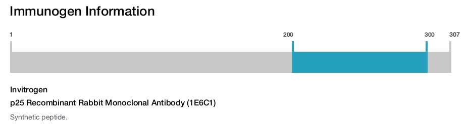 p25 Recombinant Rabbit Monoclonal Antibody (1E6C1)