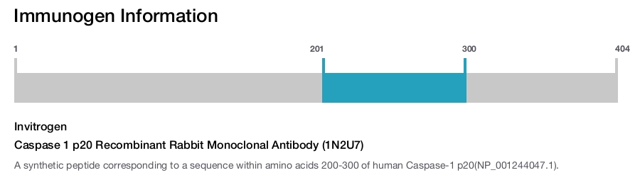 Caspase 1 p20 Recombinant Rabbit Monoclonal Antibody (1N2U7)