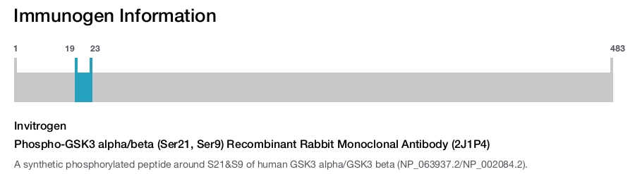 Phospho-GSK3 alpha/beta (Ser21, Ser9) Recombinant Rabbit Monoclonal Antibody (2J1P4)