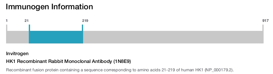 HK1 Recombinant Rabbit Monoclonal Antibody (1N8E9)