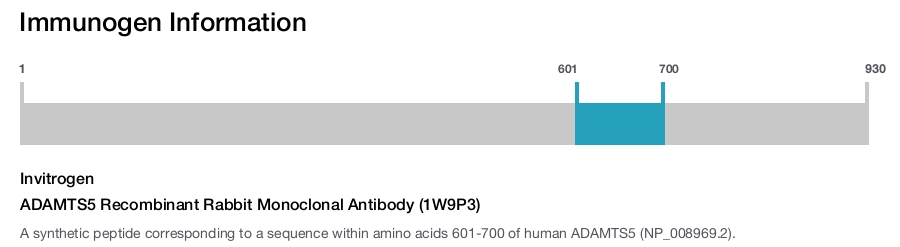 ADAMTS5 Recombinant Rabbit Monoclonal Antibody (1W9P3)