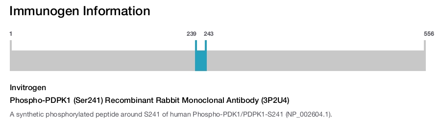 Phospho-PDPK1 (Ser241) Recombinant Rabbit Monoclonal Antibody (3P2U4)