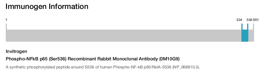Phospho-NFkB p65 (Ser536) Recombinant Rabbit Monoclonal Antibody (0M10G9)