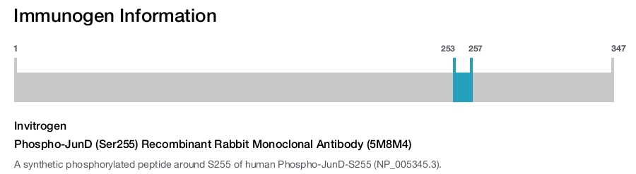 Phospho-JunD (Ser255) Recombinant Rabbit Monoclonal Antibody (5M8M4)