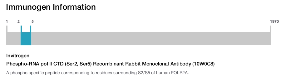 Phospho-RNA pol II CTD (Ser2, Ser5) Recombinant Rabbit Monoclonal Antibody (10W0C8)