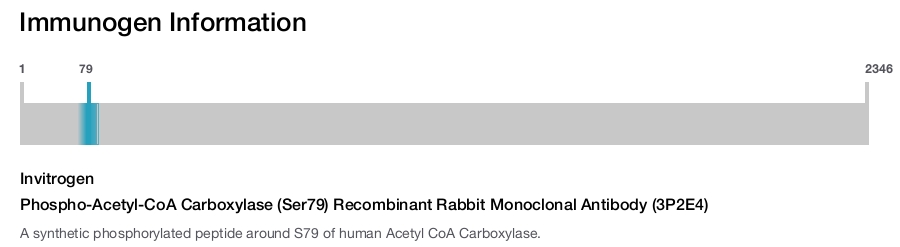 Phospho-Acetyl-CoA Carboxylase (Ser79) Recombinant Rabbit Monoclonal Antibody (3P2E4)