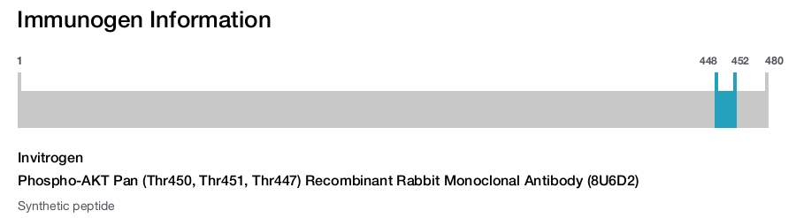 Phospho-AKT Pan (Thr450, Thr451, Thr447) Recombinant Rabbit Monoclonal Antibody (8U6D2)