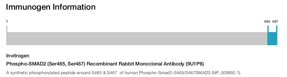 Phospho-SMAD2 (Ser465, Ser467) Recombinant Rabbit Monoclonal Antibody (9U1P6)