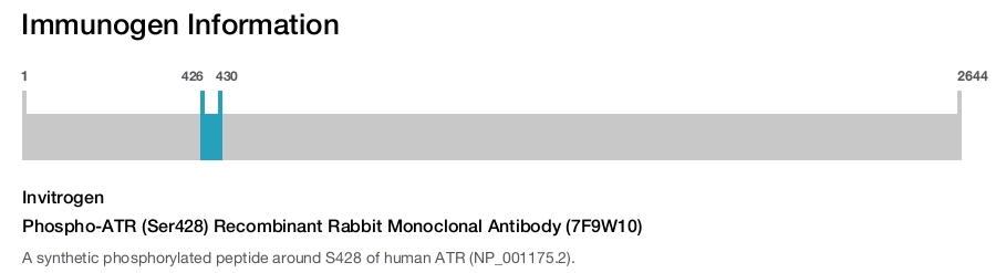 Phospho-ATR (Ser428) Recombinant Rabbit Monoclonal Antibody (7F9W10)