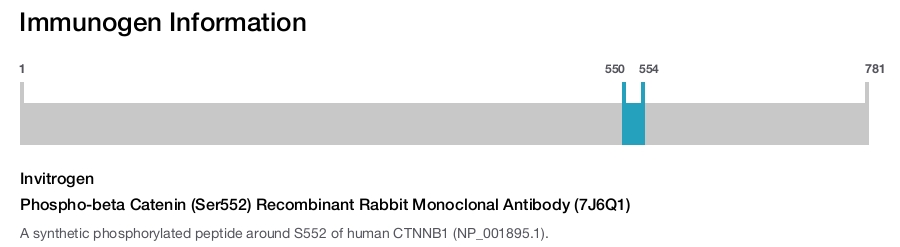 Phospho-beta Catenin (Ser552) Recombinant Rabbit Monoclonal Antibody (7J6Q1)