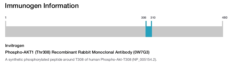 Phospho-AKT1 (Thr308) Recombinant Rabbit Monoclonal Antibody (0W7G3)