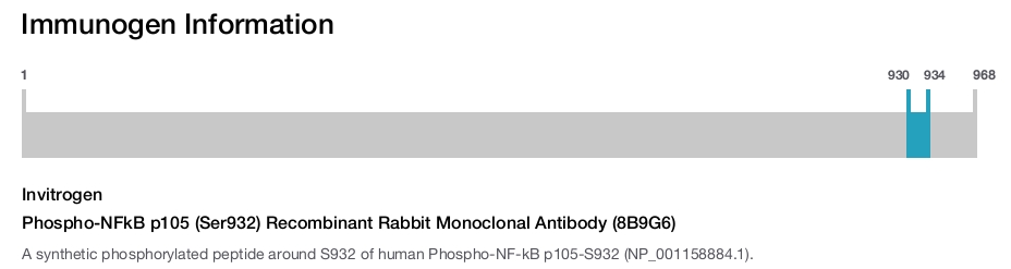 Phospho-NFkB p105 (Ser932) Recombinant Rabbit Monoclonal Antibody (8B9G6)
