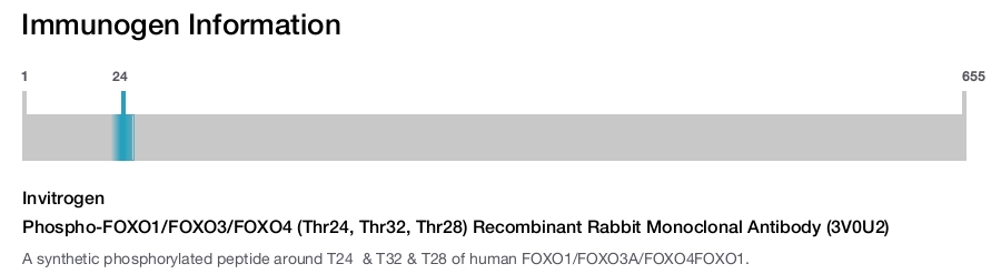 Phospho-FOXO1/FOXO3/FOXO4 (Thr24, Thr32, Thr28) Recombinant Rabbit Monoclonal Antibody (3V0U2)
