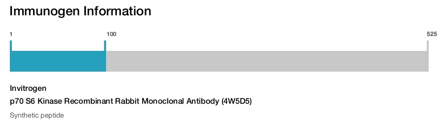 p70 S6 Kinase Recombinant Rabbit Monoclonal Antibody (4W5D5)