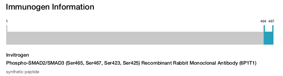Phospho-SMAD2/SMAD3 (Ser465, Ser467, Ser423, Ser425) Recombinant Rabbit Monoclonal Antibody (6P1T1)