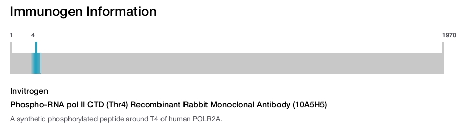 Phospho-RNA pol II CTD (Thr4) Recombinant Rabbit Monoclonal Antibody (10A5H5)