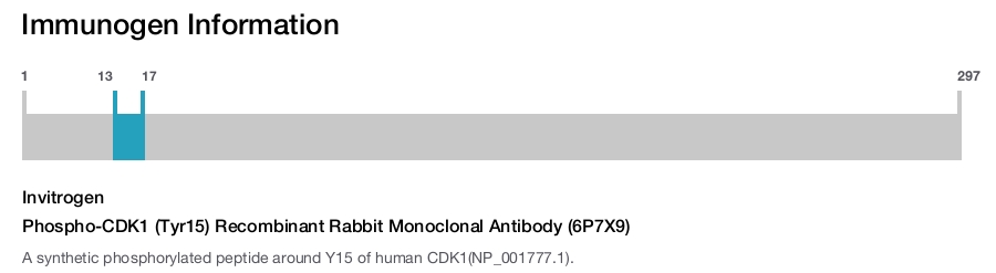 Phospho-CDK1 (Tyr15) Recombinant Rabbit Monoclonal Antibody (6P7X9)