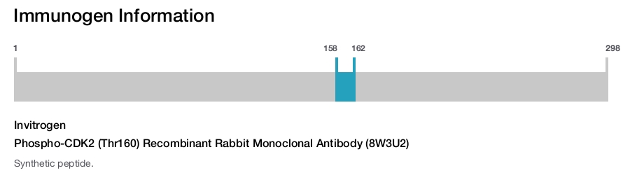 Phospho-CDK2 (Thr160) Recombinant Rabbit Monoclonal Antibody (8W3U2)