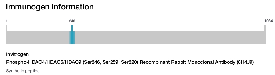 Phospho-HDAC4/HDAC5/HDAC9 (Ser246, Ser259, Ser220) Recombinant Rabbit Monoclonal Antibody (8H4J9)