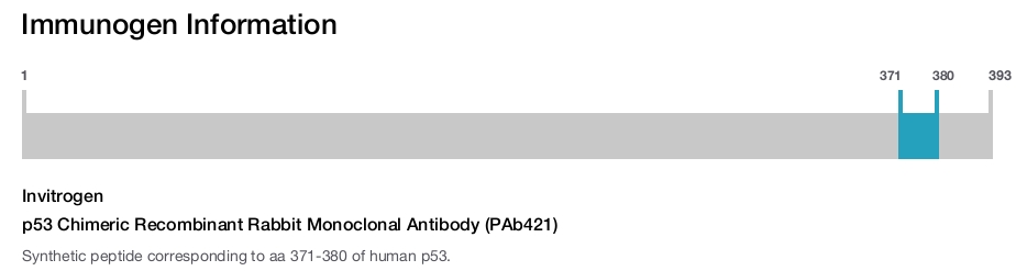 p53 Chimeric Recombinant Rabbit Monoclonal Antibody (PAb421)