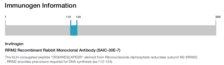 RRM2 Recombinant Rabbit Monoclonal Antibody (SAIC-30E-7)