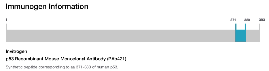 p53 Recombinant Mouse Monoclonal Antibody (PAb421)