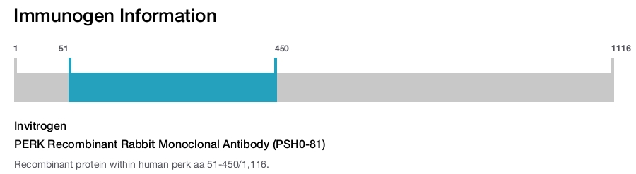 PERK Recombinant Rabbit Monoclonal Antibody (PSH0-81)
