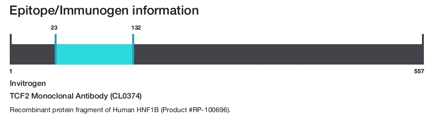 TCF2 Monoclonal Antibody (CL0374)
