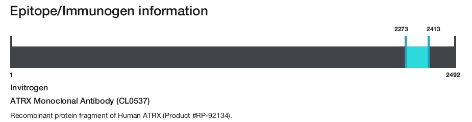 ATRX Monoclonal Antibody (CL0537)