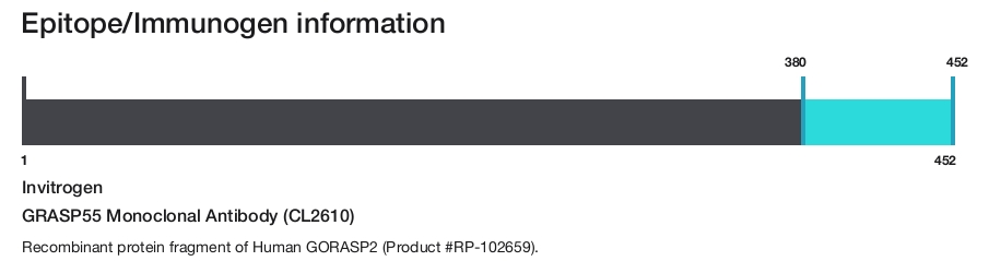 GRASP55 Monoclonal Antibody (CL2610)