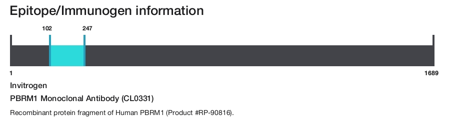 PBRM1 Monoclonal Antibody (CL0331)