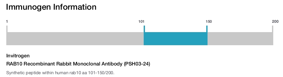 RAB10 Recombinant Rabbit Monoclonal Antibody (PSH03-24)