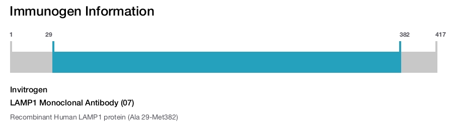 LAMP1 Monoclonal Antibody (07)