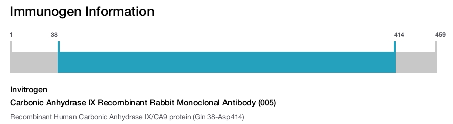 Carbonic Anhydrase IX Recombinant Rabbit Monoclonal Antibody (005)