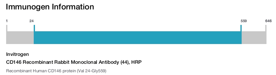CD146 Recombinant Rabbit Monoclonal Antibody (44), HRP
