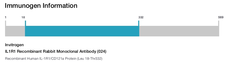 IL1R1 Recombinant Rabbit Monoclonal Antibody (024)