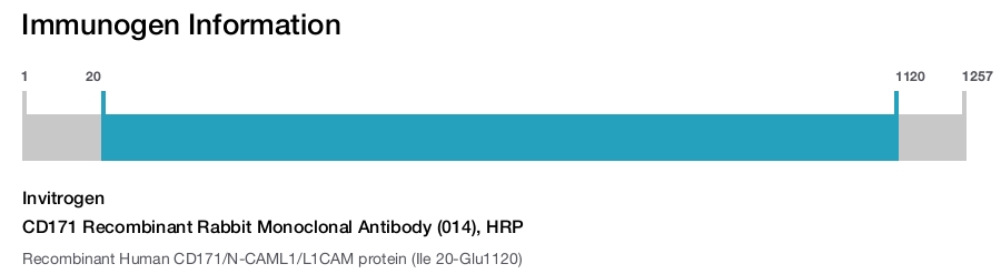CD171 Recombinant Rabbit Monoclonal Antibody (014), HRP