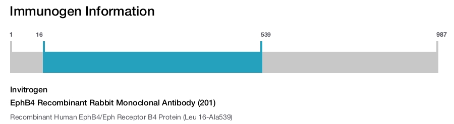 EphB4 Recombinant Rabbit Monoclonal Antibody (201)