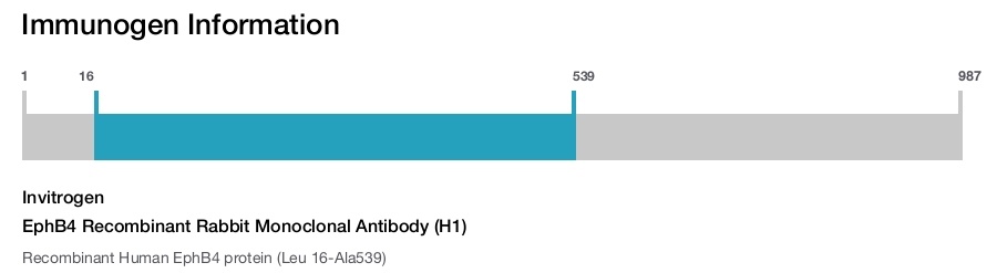 EphB4 Recombinant Rabbit Monoclonal Antibody (H1)