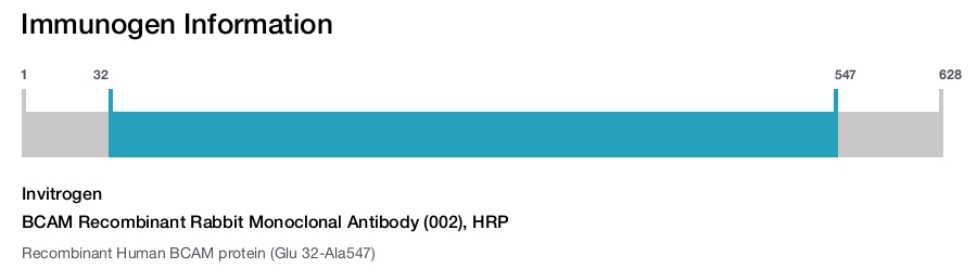BCAM Recombinant Rabbit Monoclonal Antibody (002), HRP