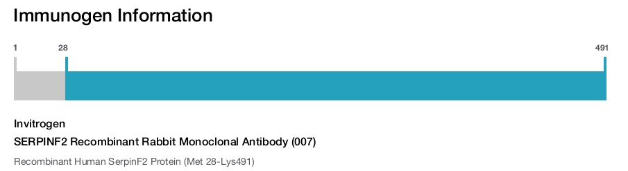 SERPINF2 Recombinant Rabbit Monoclonal Antibody (007)