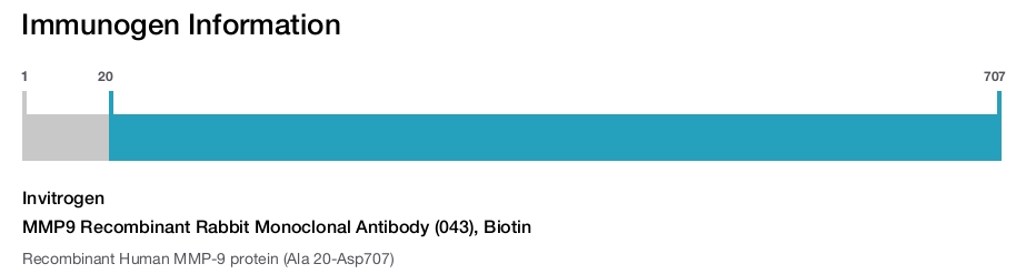 MMP9 Recombinant Rabbit Monoclonal Antibody (043), Biotin