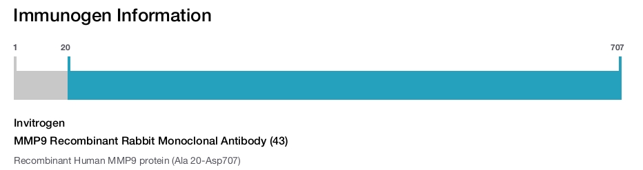 MMP9 Recombinant Rabbit Monoclonal Antibody (43)