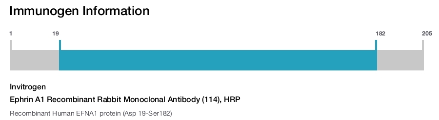 Ephrin A1 Recombinant Rabbit Monoclonal Antibody (114), HRP