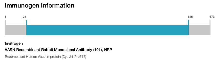 VASN Recombinant Rabbit Monoclonal Antibody (101), HRP