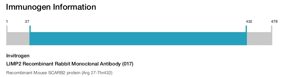 LIMP2 Recombinant Rabbit Monoclonal Antibody (017)