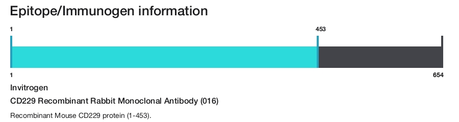 CD229 Recombinant Rabbit Monoclonal Antibody (016)